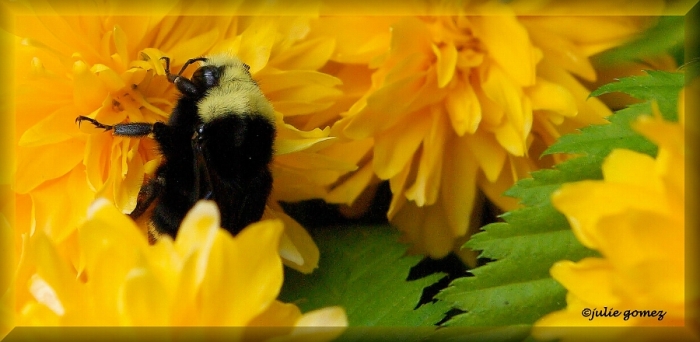 Yellow-faced bumblebee (Bombus vosnesenskii)
