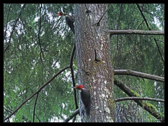 Female Pileated Woodpeckers (Dryocopus pileatus) formerly Picus pileatus 