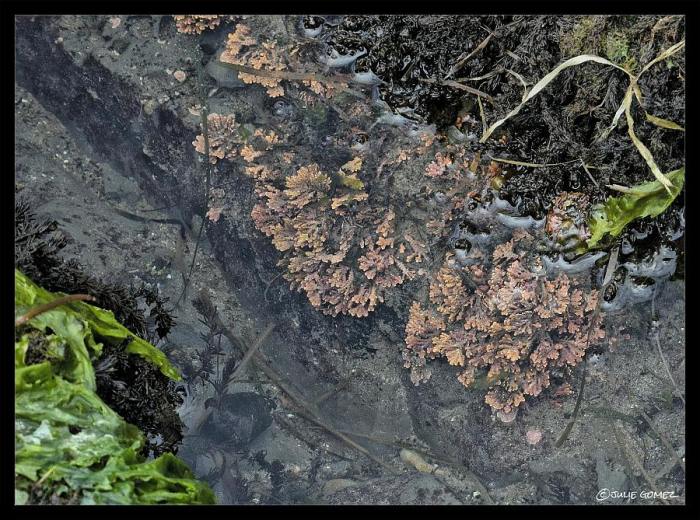Coralline Algae, Bossiella spp. (Possibly Bossiella orbigniana)—Simpson Beach, Oregon Coast