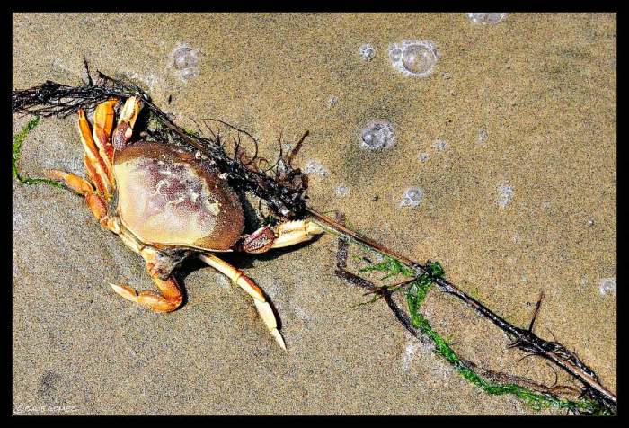 Dungeness crab  (Metacarcinus magister) along the strandline in Alsea Bay, Waldport, Oregon Coast. 