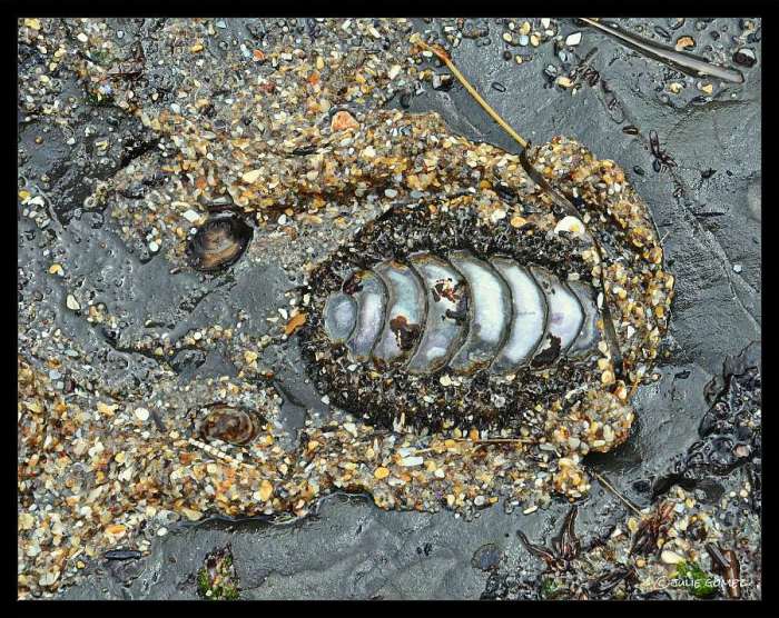 Mossy Chiton (Mopalia muscosa) out of the water.  Simpson Beach, Oregon Coast.