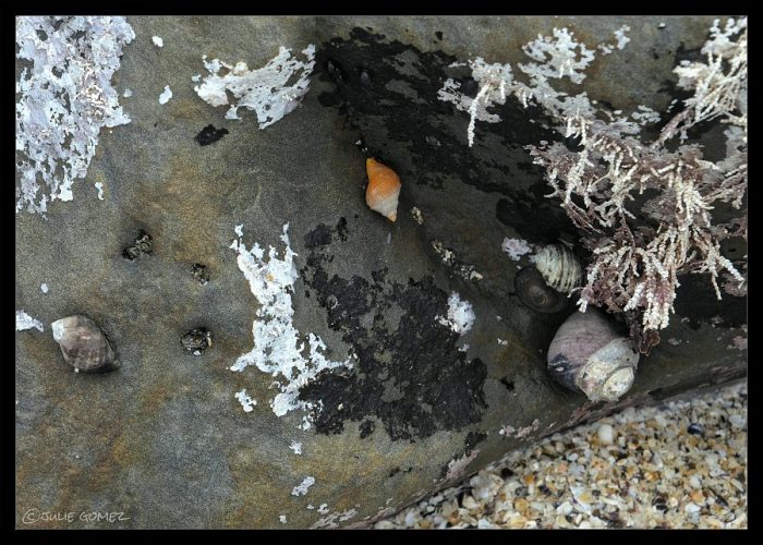 Whelks and turban snails among dead coralline algae—Simpson Beach, Oregon Coast