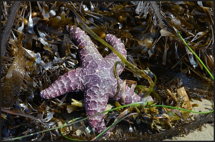Purple Sea Star (Pisaster ochraceus) along the strandline of Bastendorff Beach, Coos Bay, Oregon. 
