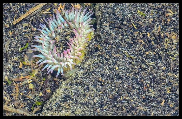 Sea Anemone in the tide pools at Sunset Bay, Oregon Coast