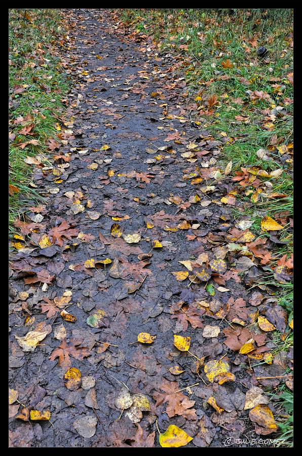 The Trail carpeted with cottonwood leaves