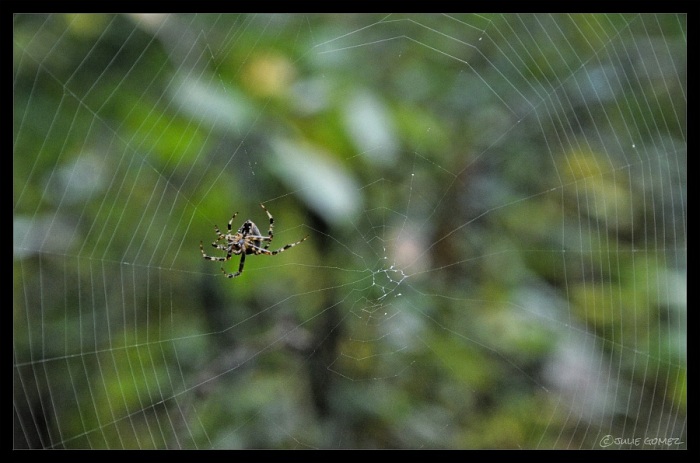 European Garden Spider (Araneus diadematus) spinning her morning web in the McIver Woods.