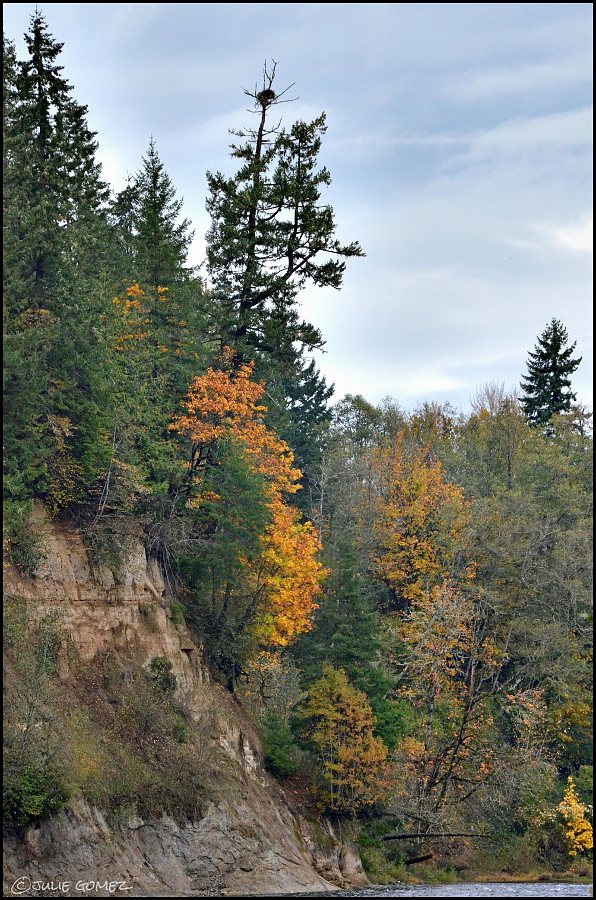 Autumn colors and an osprey nest along the Clackamas River