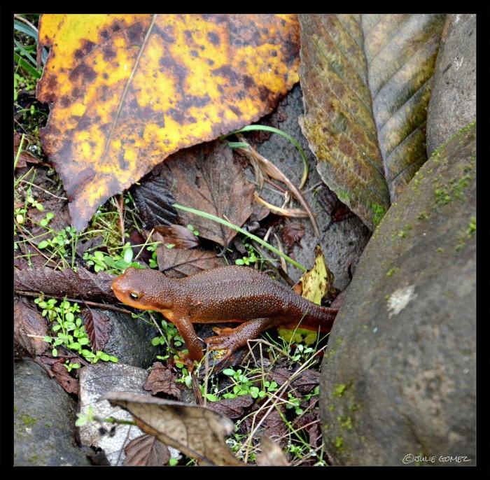 Rough-skinned newt (Taricha granulosa) along the trail