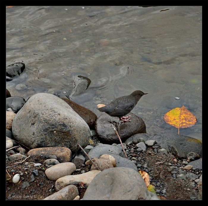 An American dipper pauses to look at a cottonwood leaf