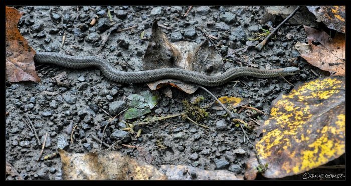Western Terrestrial Garter Snake (Thamnophis elegans) along the trail