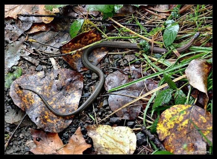 Western Terrestrial Garter Snake (Thamnophis elegans) along the trail