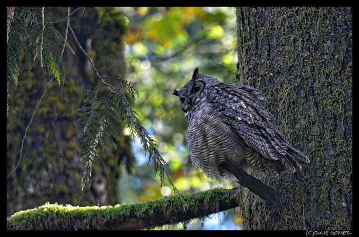 Great-Horned Owl ruffles her feathers