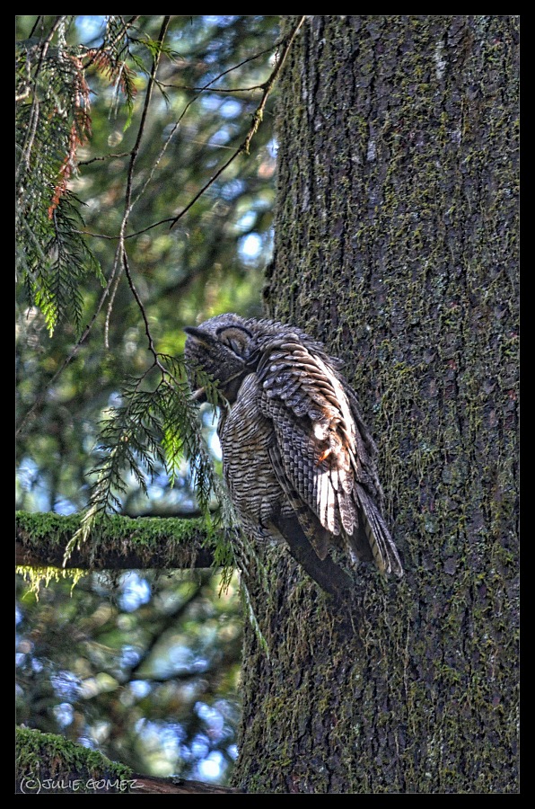 Great-horned owl preening