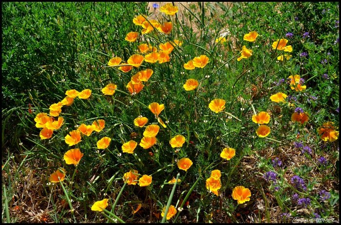 California Poppy (Eschscholzia californica) a native, annual-perennial along the lower Klickitat River, Washington.