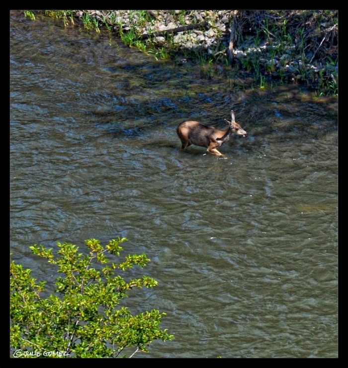 A doe cooling off in the Klickitat River.