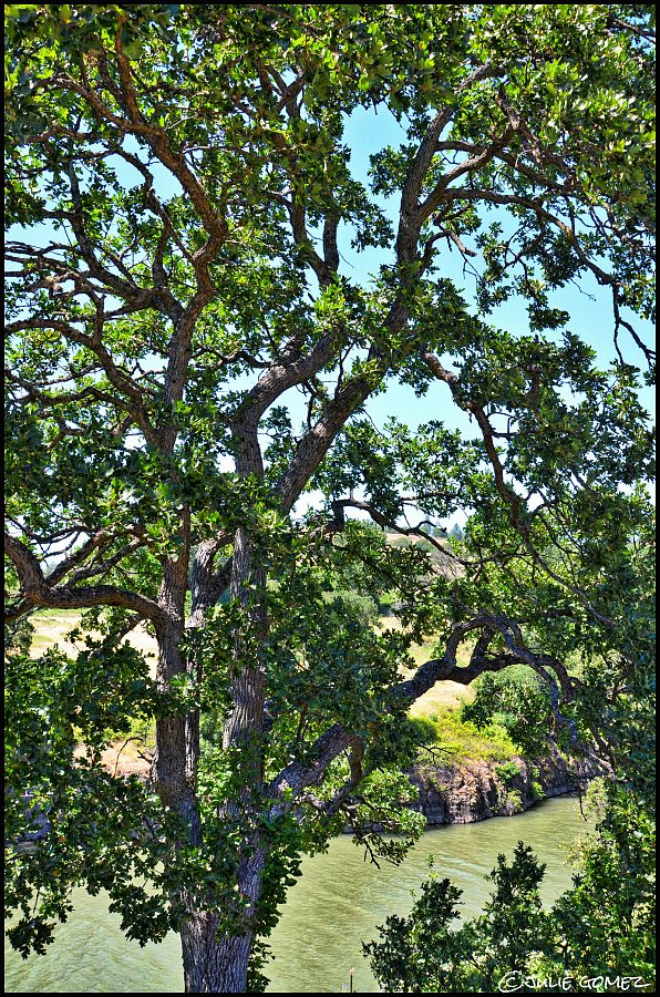 Oregon white oak (Quercus garryana)—Klickitat River in Lyle, Washington.