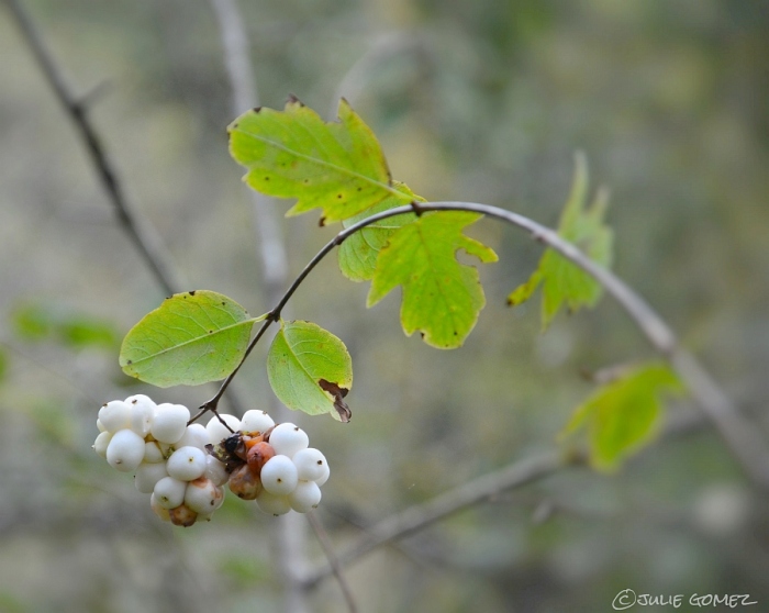 Snowberry (Symphoricarpos albus) 